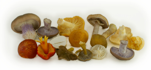 group of edible mushrooms