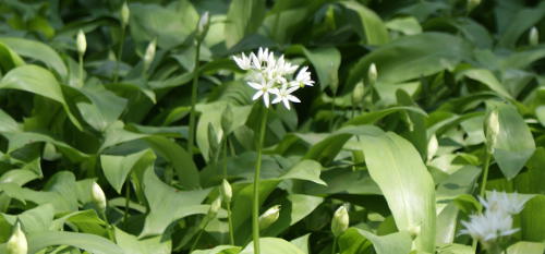 wild garlic