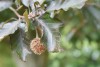 Beech mast (Fagus sylvatica) 968