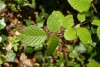 Beech mast (Fagus sylvatica) 969