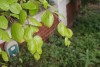 Beech mast (Fagus sylvatica) 970