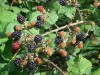 Blackberry (Rubus fruticosus) 918