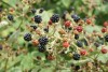 Blackberry (Rubus fruticosus) 919