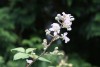 Blackberry (Rubus fruticosus) 920