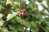 Blackberry (Rubus fruticosus) 921