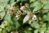 Blackberry (Rubus fruticosus) 922