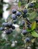 Blackthorn (Prunus spinosa) 925