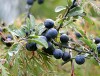 Blackthorn (Prunus spinosa) 926