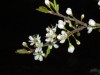 Blackthorn (Prunus spinosa) 927