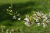 Blackthorn (Prunus spinosa) 928