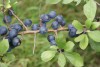 Blackthorn (Prunus spinosa) 930