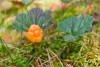 Rubus chamaemorus