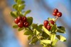 Vaccinium vitis-idaea