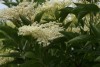 Elder (Sambucus nigra) 934