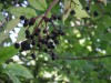 Elder (Sambucus nigra) 935