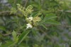 Elder (Sambucus nigra) 936