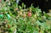 Gooseberry (Ribes uva-crispa) 937