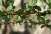 Gooseberry (Ribes uva-crispa) 938