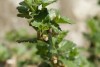 Gooseberry (Ribes uva-crispa) 939