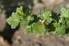 Gooseberry (Ribes uva-crispa) 940