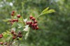 Hawthorn (Crataegus monogyna) 941