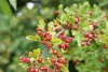 Hawthorn (Crataegus monogyna) 942