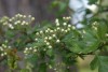 Hawthorn (Crataegus monogyna) 943