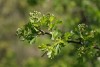 Hawthorn (Crataegus monogyna) 944