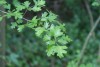 Hawthorn (Crataegus monogyna) 945