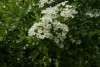 Hawthorn (Crataegus monogyna) 946