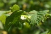 Hazel (Corylus avellana) 949