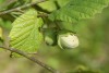 Hazel (Corylus avellana) 950