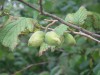 Hazel (Corylus avellana) 951