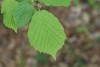 Hazel (Corylus avellana) 953