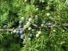 Juniper (Juniperus communis) 956