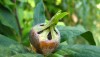 Medlar (Mespilus germanica) 954