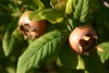 Medlar (Mespilus germanica) 955