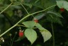 Raspberry (Rubus idaeus) 958