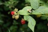 Raspberry (Rubus idaeus) 959