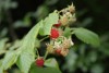 Raspberry (Rubus idaeus) 960