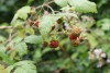 Raspberry (Rubus idaeus) 961