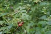 Raspberry (Rubus idaeus) 962