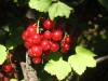 Redcurrant (Ribes rubrum) 963