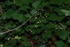 Redcurrant (Ribes rubrum) 964