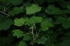 Redcurrant (Ribes rubrum) 965