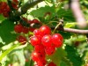 Redcurrant