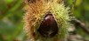 Sweet Chestnut