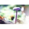 Amethyst Deceiver (Laccaria amethystina) 87