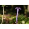 Amethyst Deceiver (Laccaria amethystina) 88