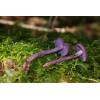 Amethyst Deceiver (Laccaria amethystina) 90